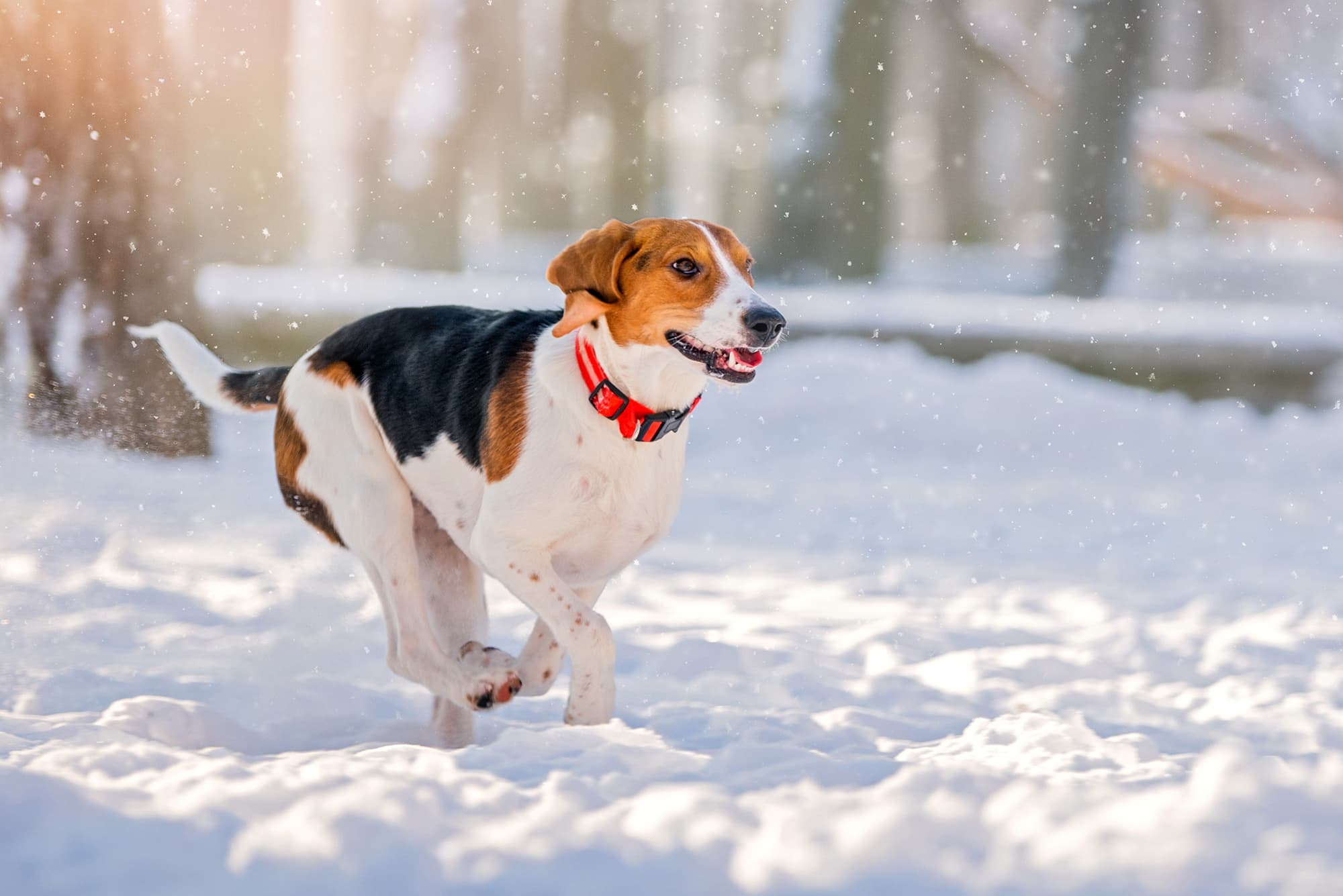Winterurlaub mit Hund: Pfoten-Paradies im Schnee